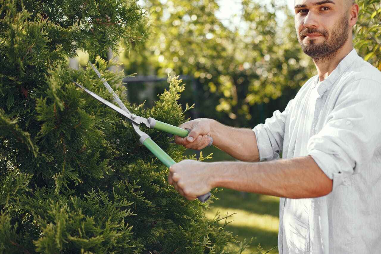 The Steps Involved in Our Tree Care Process in Cartersville, GA